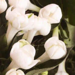 Kayali Musk | 12 10ml -GlowAura Store musk